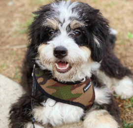 Mini Bernedoodle Puppies For Sale - Pilesgrove Pups